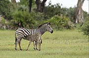 Zebra Okavango